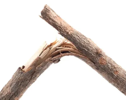 33507270-E799BDE38184E8838CE699AFE381AEE68A98E3828CE3819FE69E9DE38082