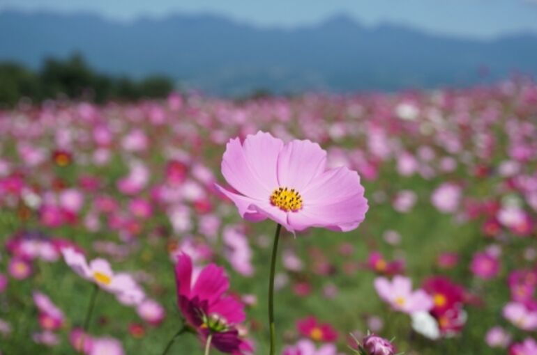 135960-zQ5UUen00UMetUhhmhDU_mdm